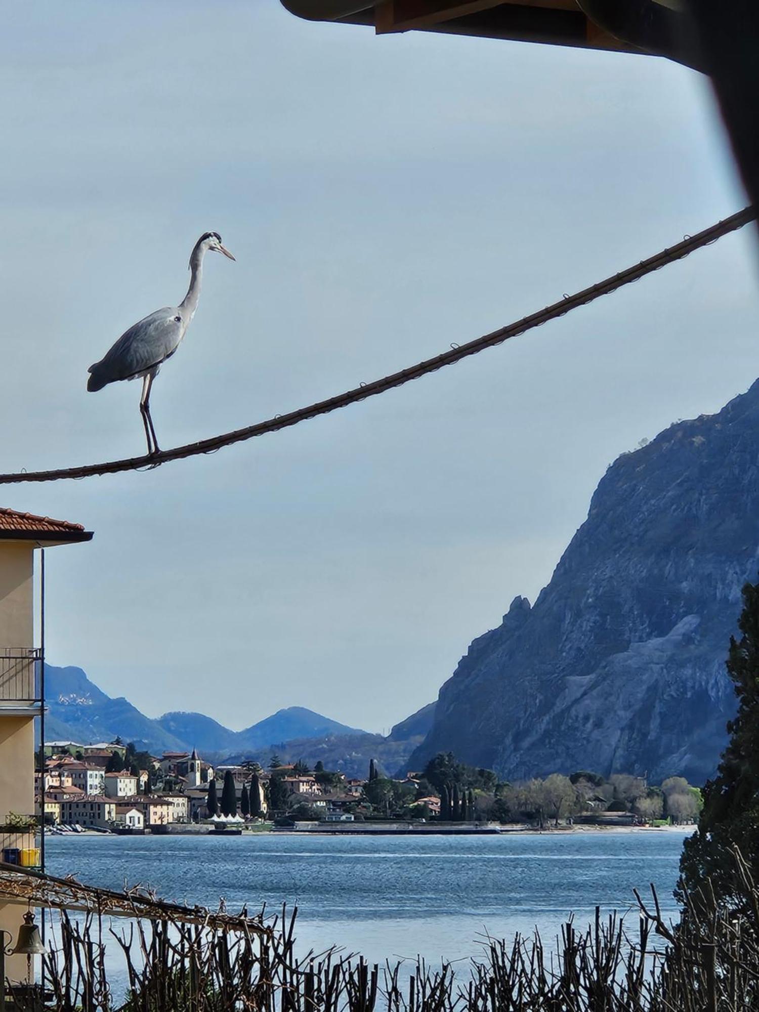 L'AIRONE - casa vacanza Mandello del Lario Exterior foto
